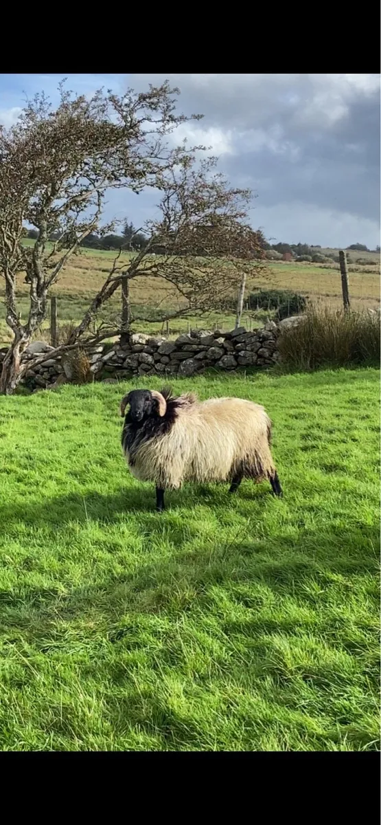 Mayo blackface ram lambs - Image 1