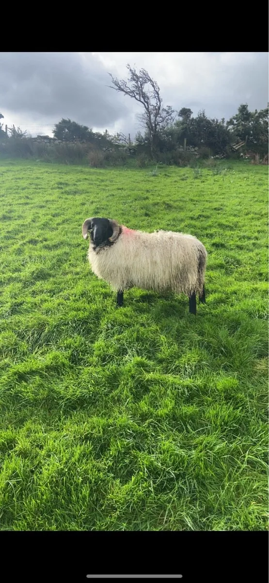 Mayo blackface ram lambs - Image 2