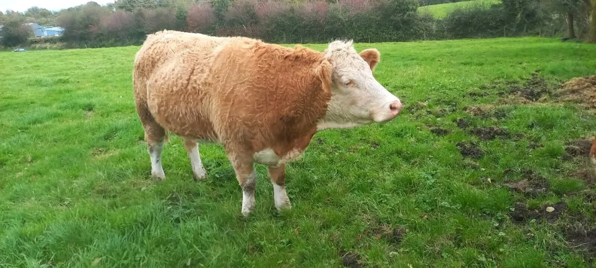 In-calf Simmental cross heifers - Image 3