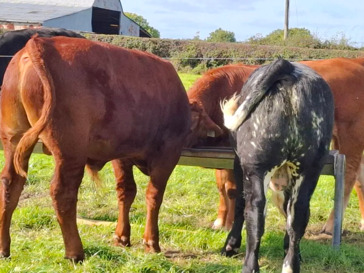 5 R GRADE BULL WEANLINGS - Image 2