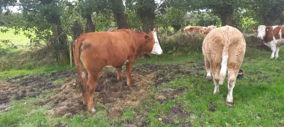 In-calf Simmental cross heifers - Image 4