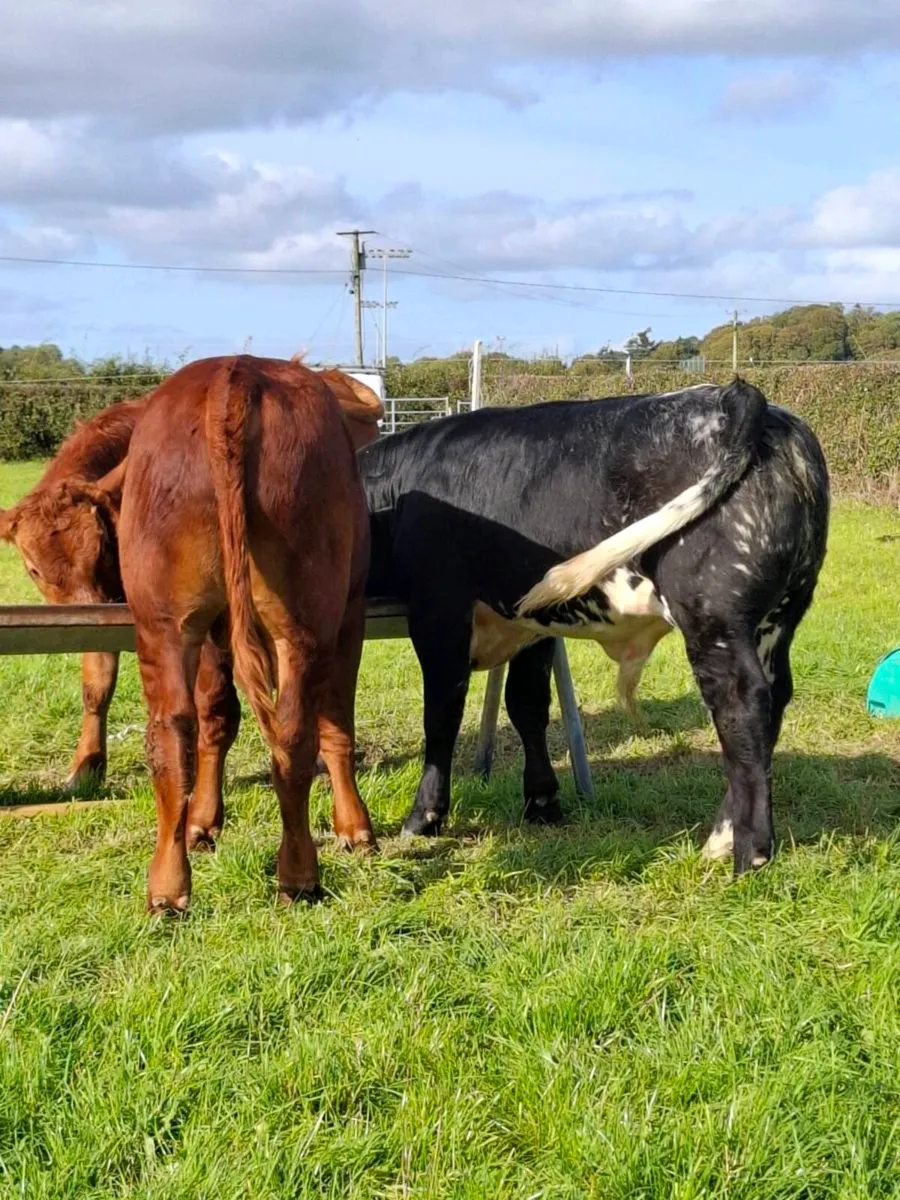5 R GRADE BULL WEANLINGS - Image 1