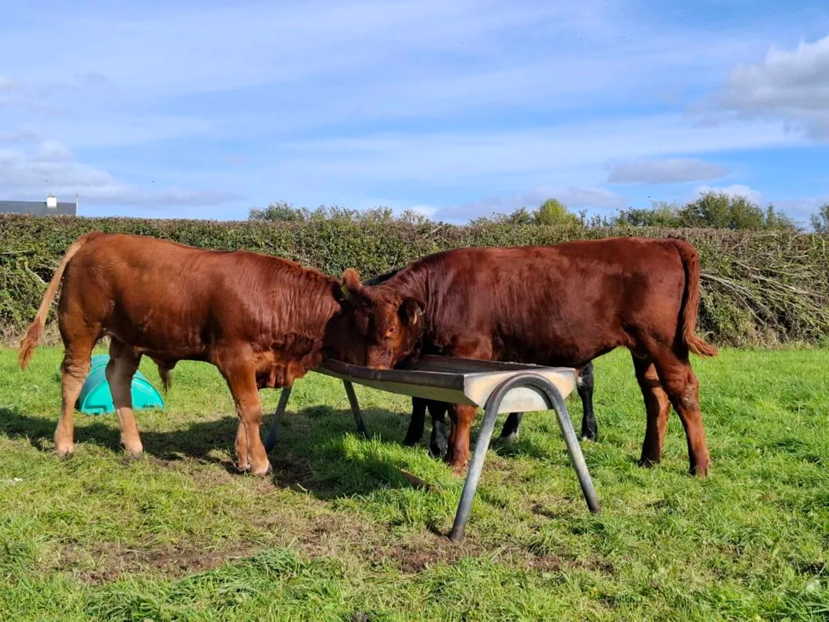 5 R GRADE BULL WEANLINGS - Image 3
