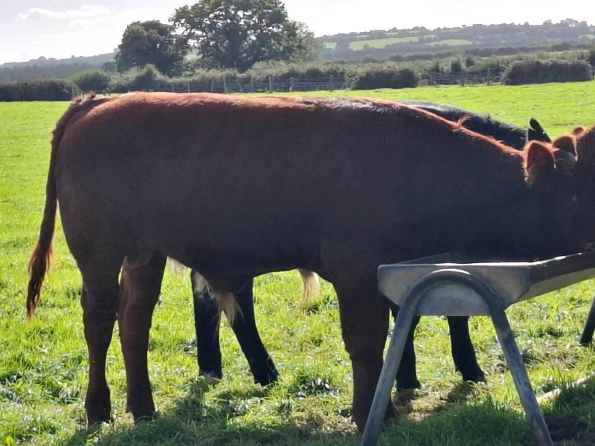 5 R GRADE BULL WEANLINGS - Image 4
