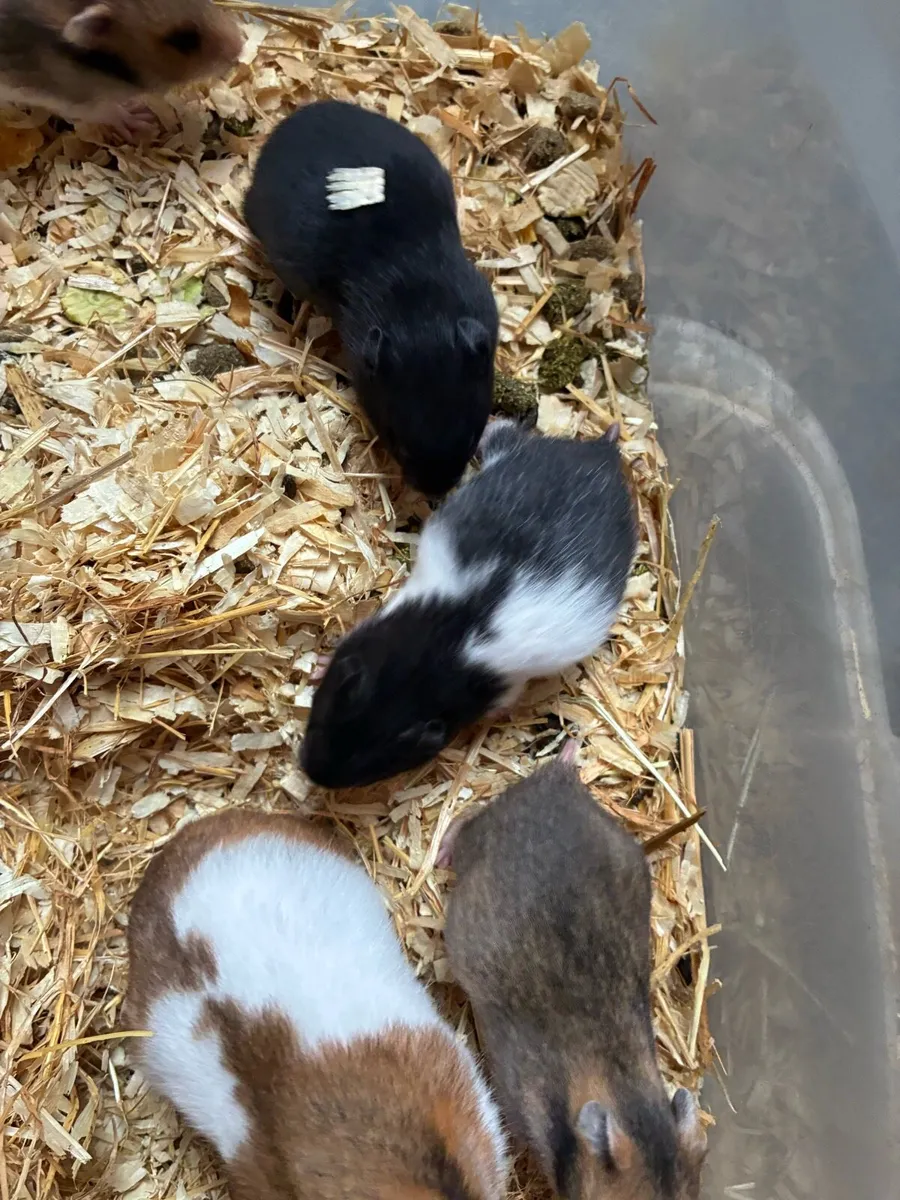 Syrian hamster babies - Image 1