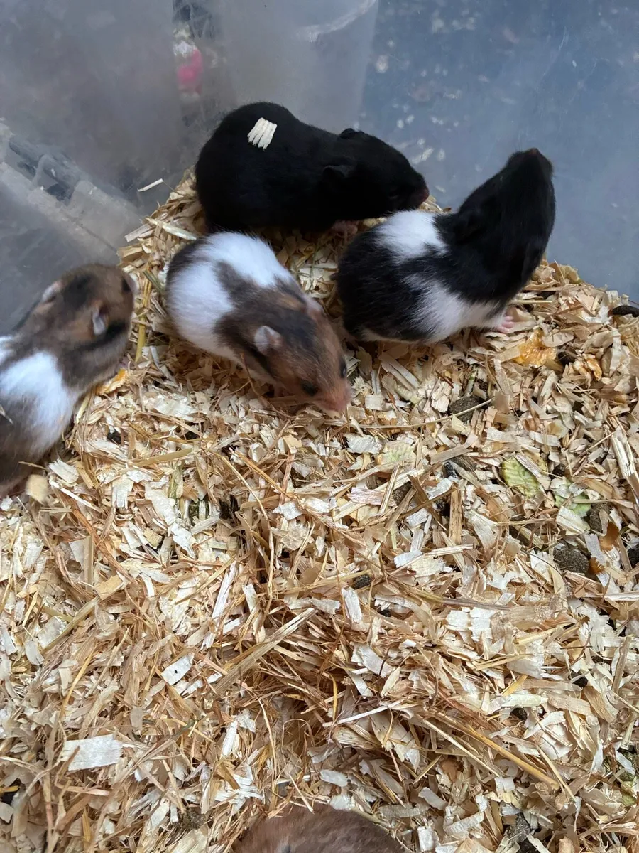 Syrian hamster babies - Image 2