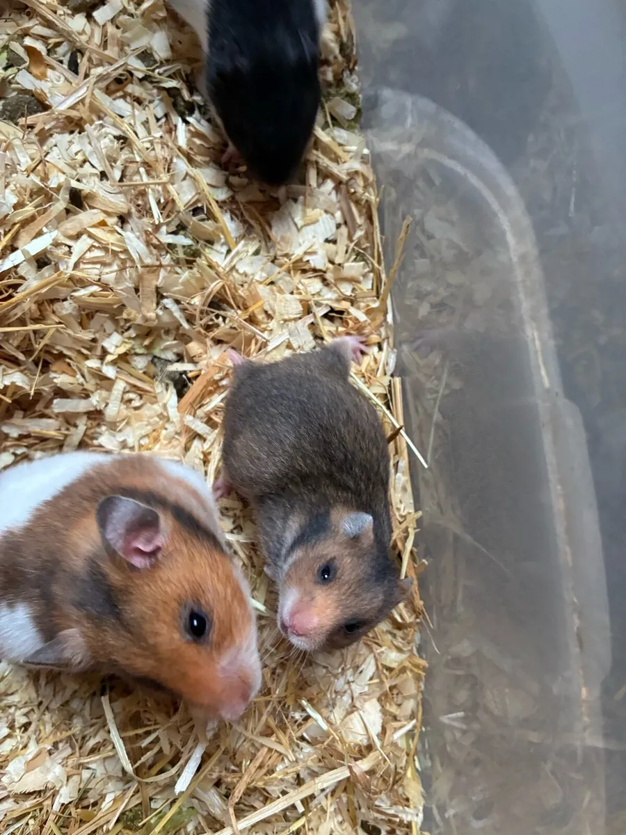 Syrian hamster babies - Image 3