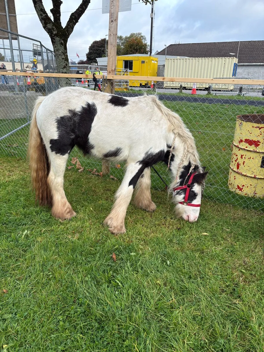 Filly