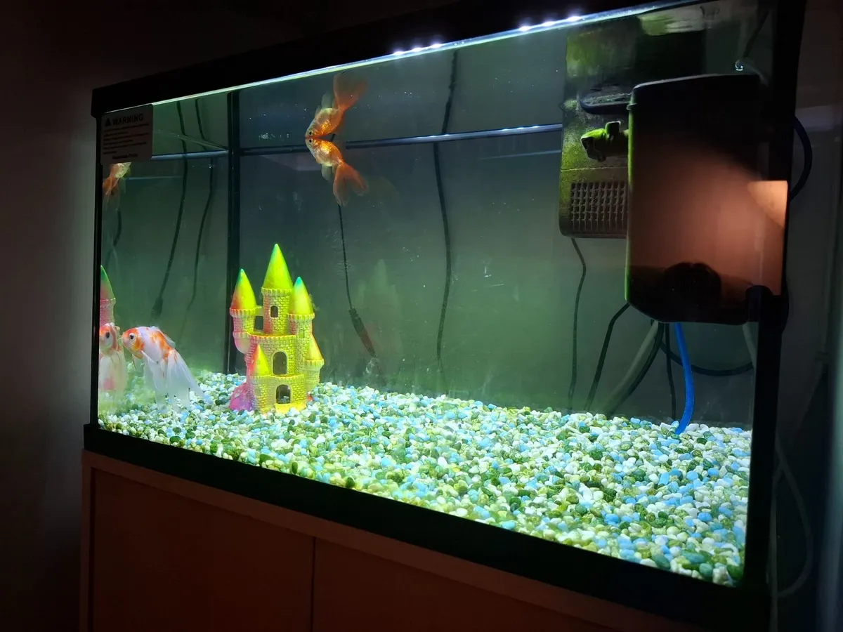 Fish Tank - Image 4
