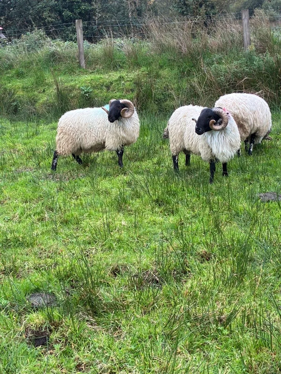Horned Rams - Image 1