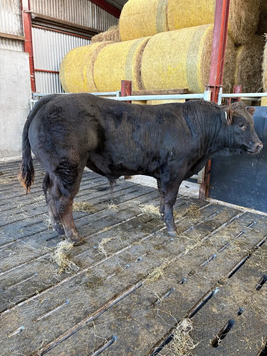 Weanlings - Image 4