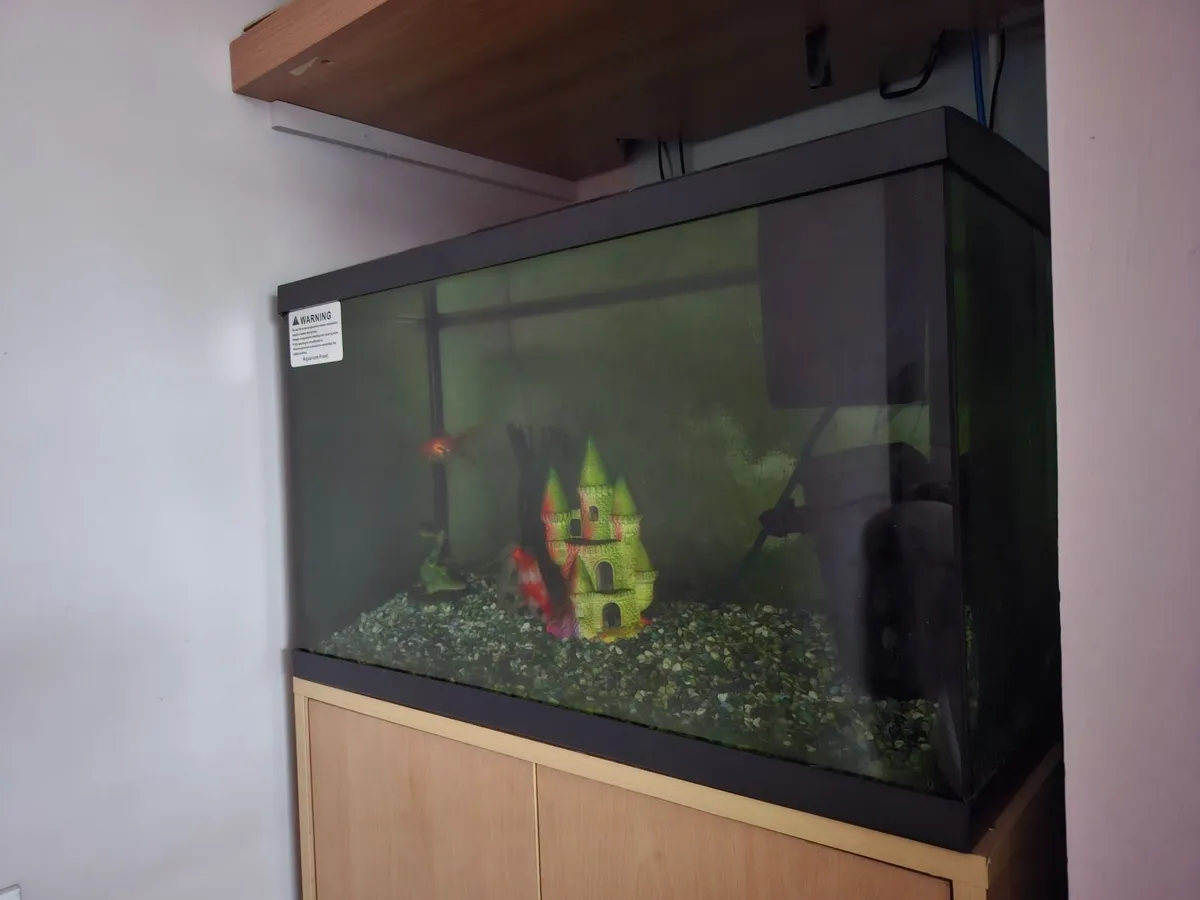 Fish Tank - Image 1