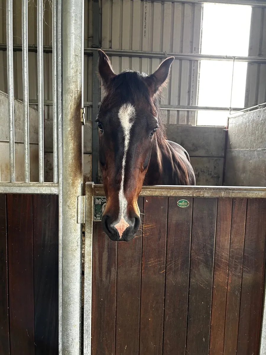 16hh Welsh Cob Cross Gelding –  Companion Horse - Image 2