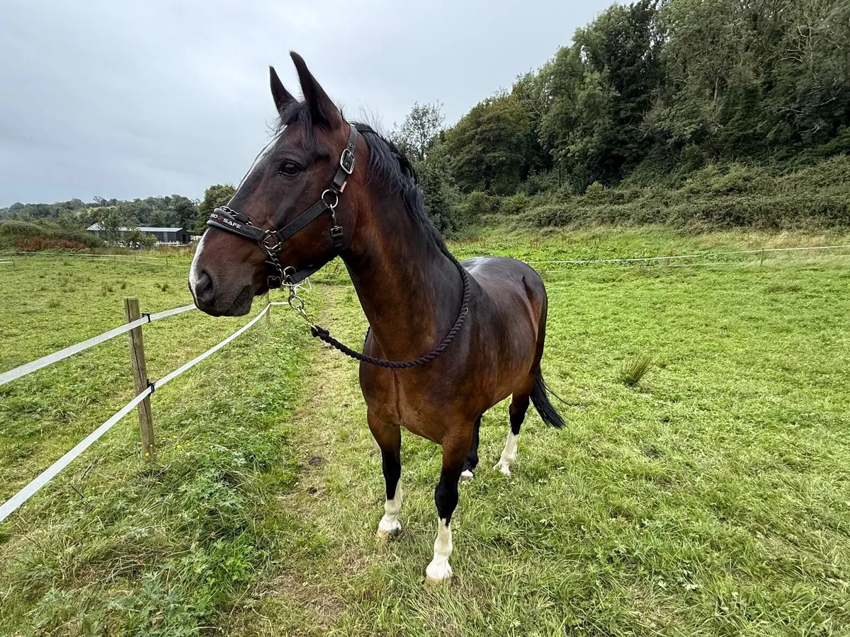 16hh Welsh Cob Cross Gelding –  Companion Horse - Image 3