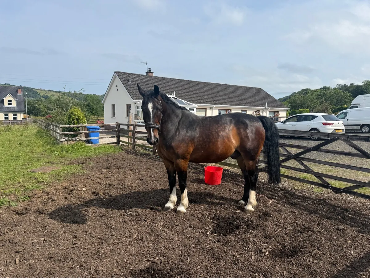 16hh Welsh Cob Cross Gelding –  Companion Horse - Image 1