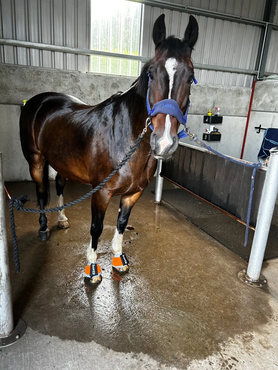 16hh Welsh Cob Cross Gelding –  Companion Horse - Image 4