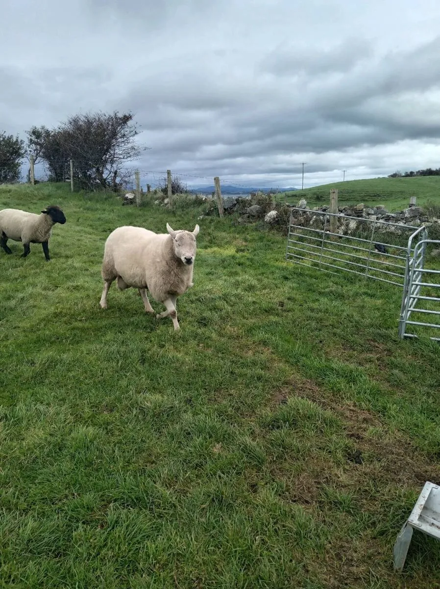💥  Pbr Wiclow cheviot ram💥 - Image 1