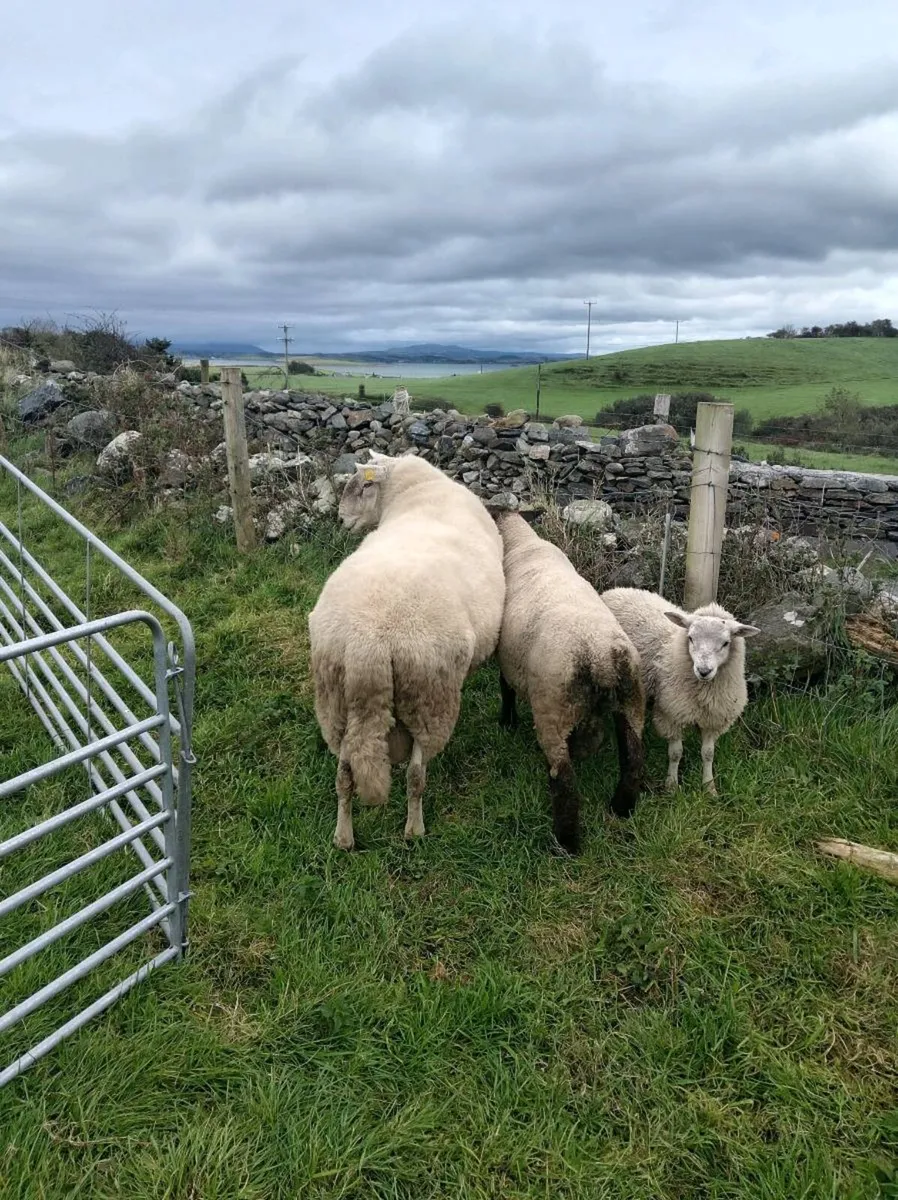 💥  Pbr Wiclow cheviot ram💥 - Image 2