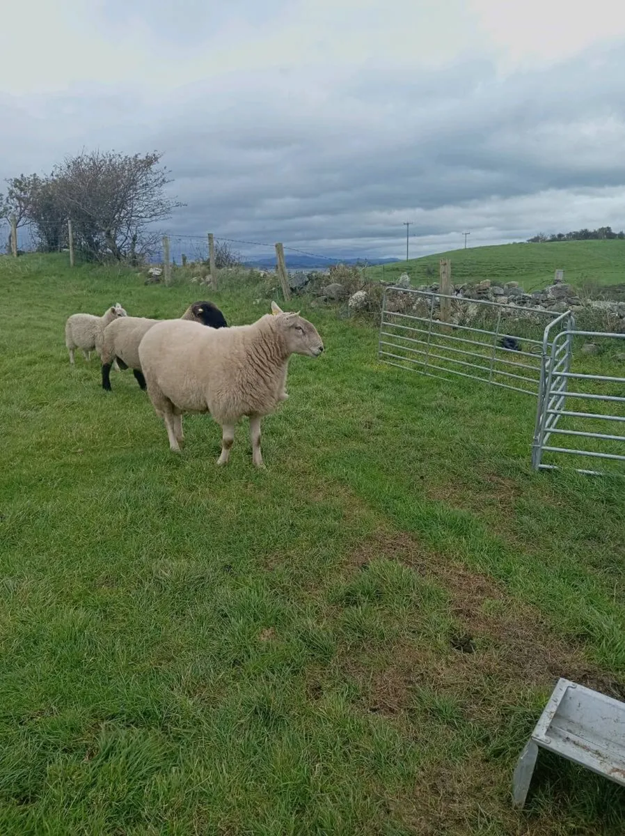 💥  Pbr Wiclow cheviot ram💥 - Image 3