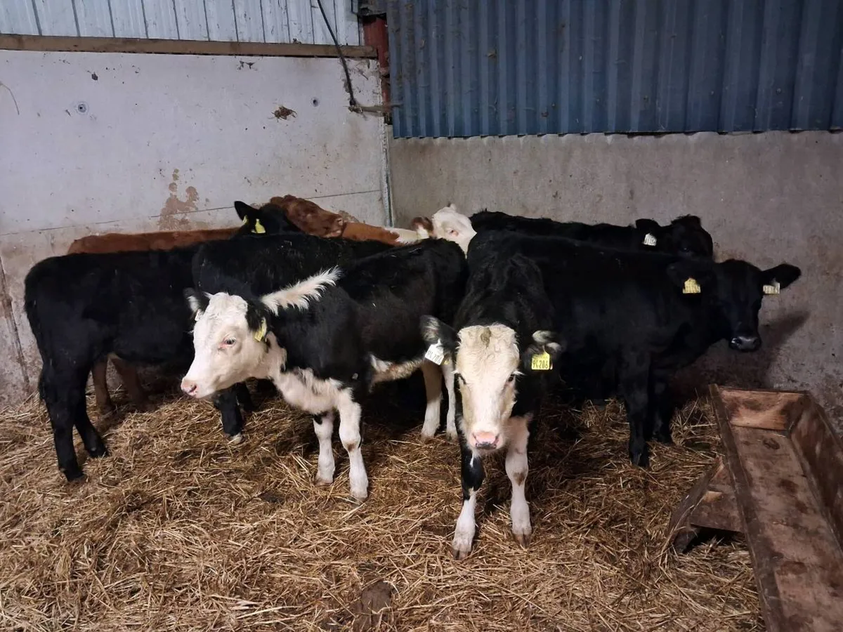 8 Weanlings for sale - Image 1