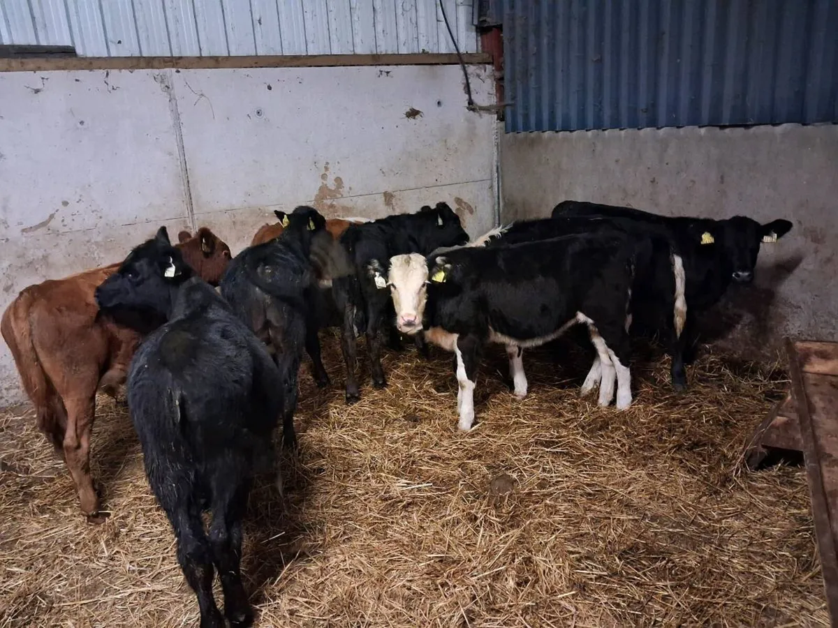 8 Weanlings for sale - Image 3