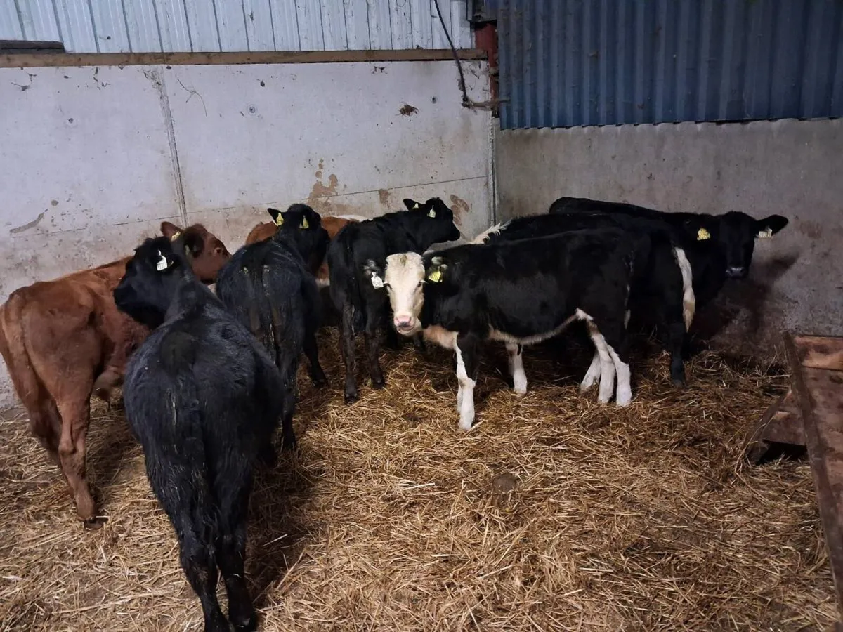 8 Weanlings for sale - Image 4