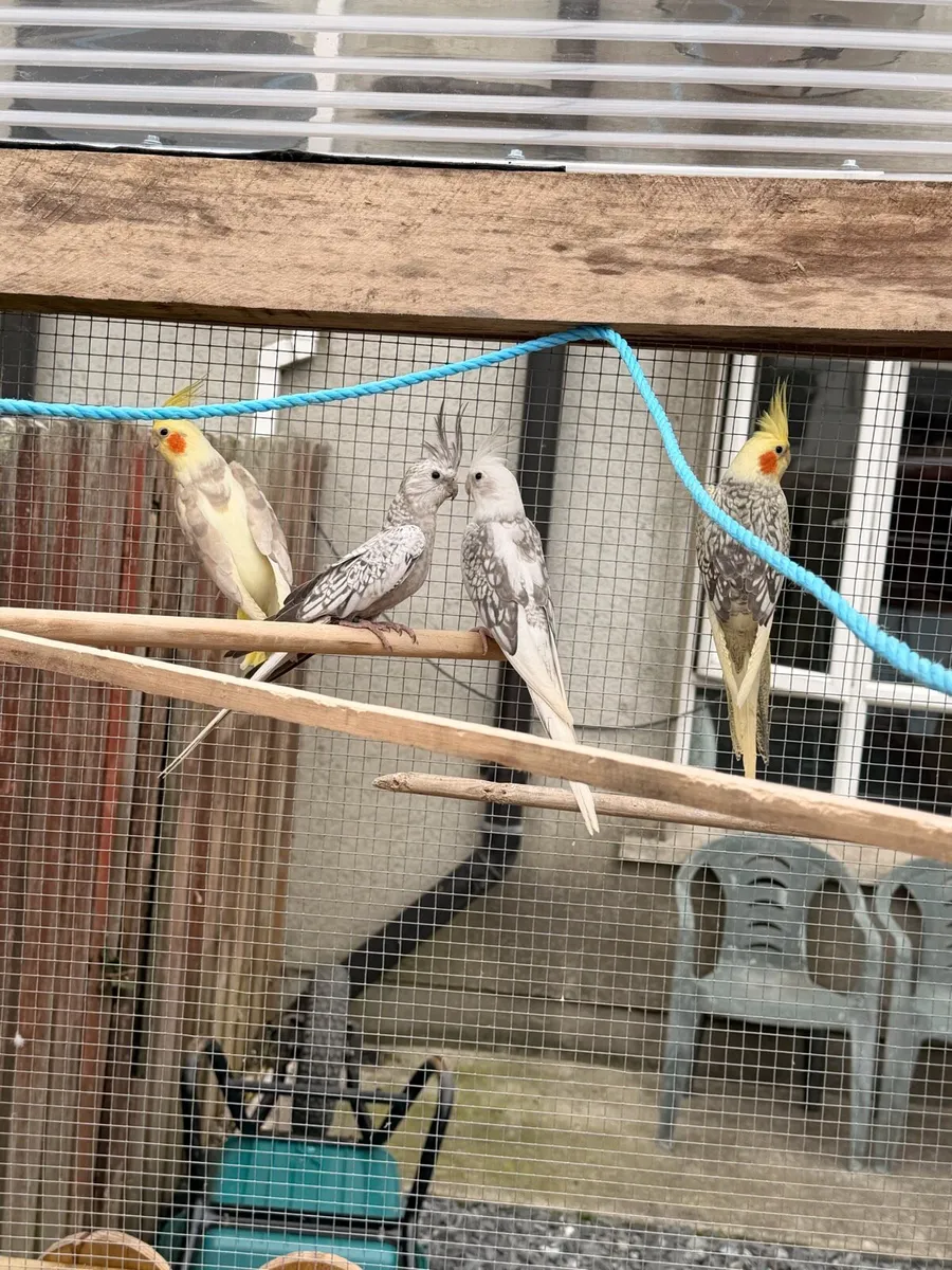 Birds - Image 1