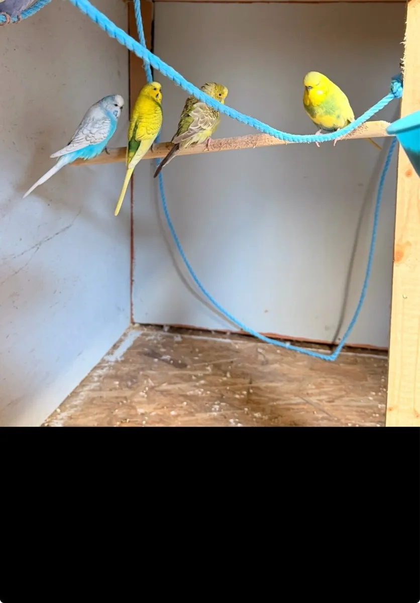 Birds - Image 2