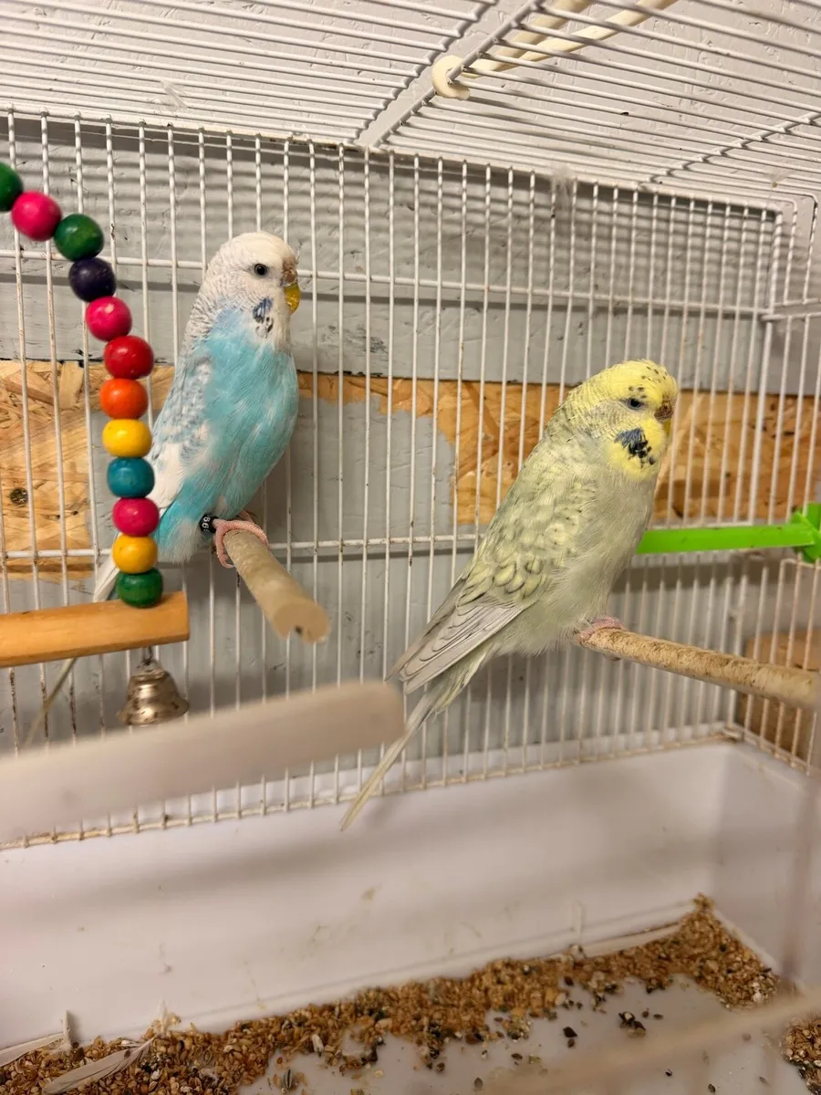 Birds - Image 3