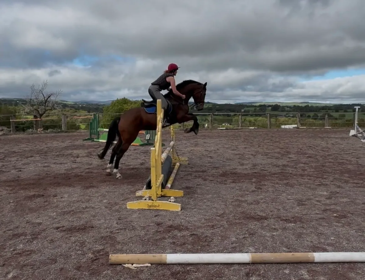 4yr old Bay mare - Quality all rounder - Image 2