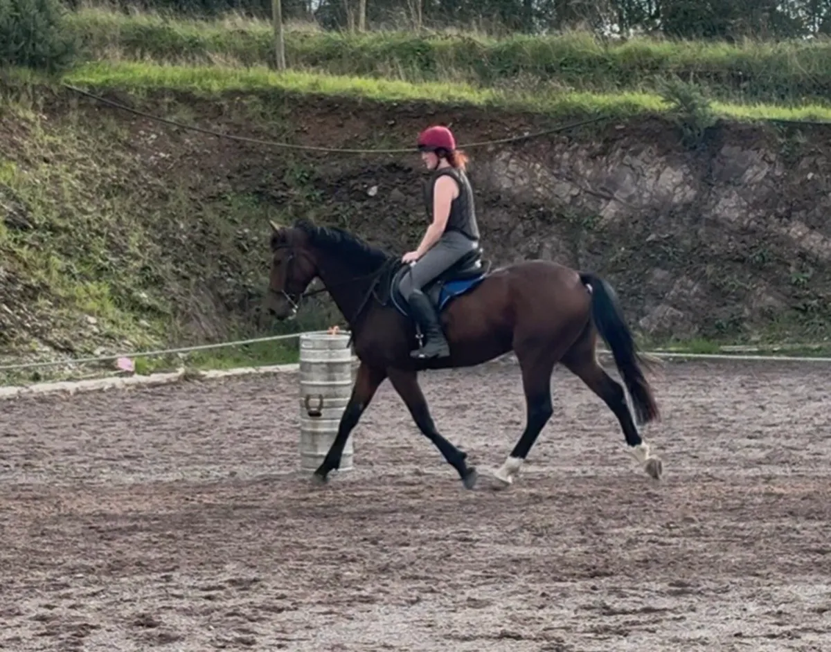 4yr old Bay mare - Quality all rounder - Image 3