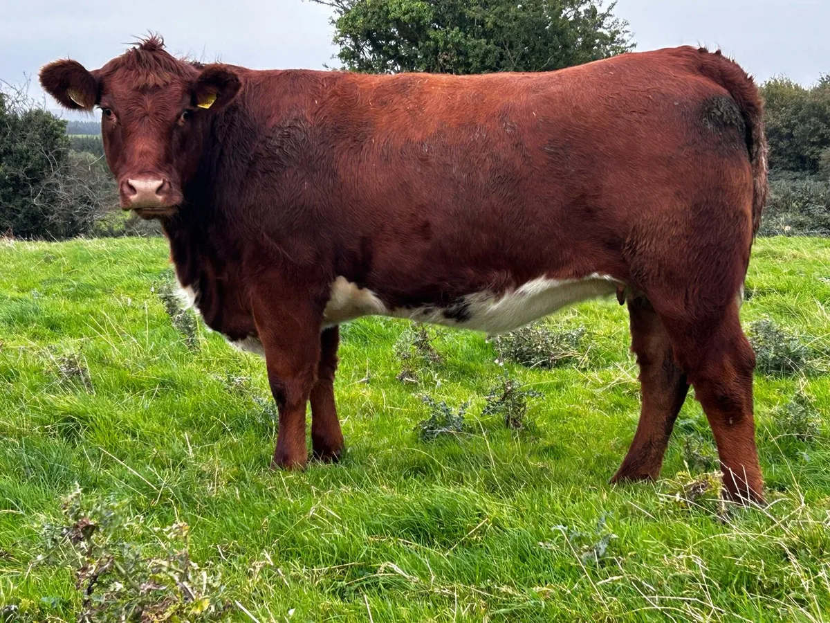 Two Super In-Calf Roan Heifers - Image 2