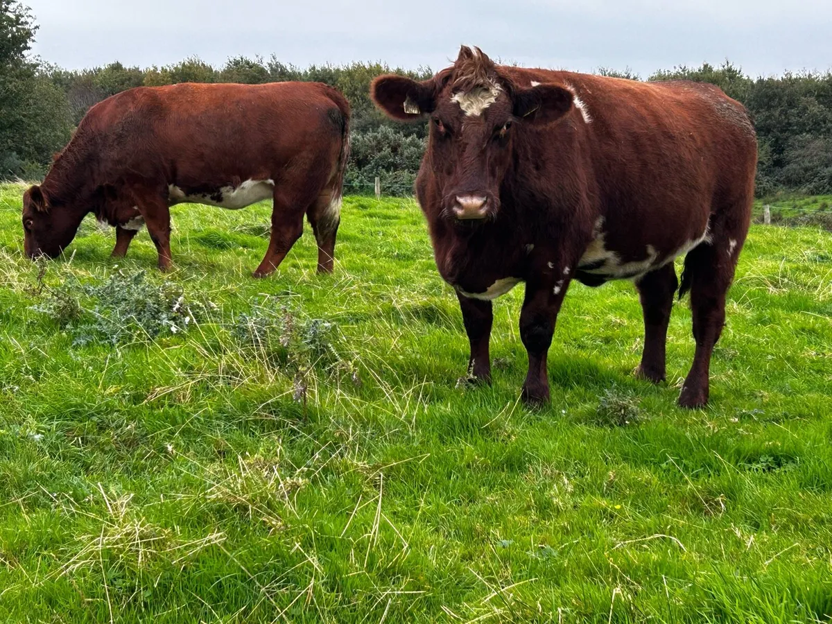 Two Super In-Calf Roan Heifers - Image 3