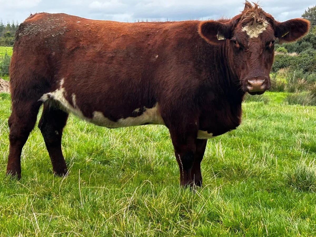 Two Super In-Calf Roan Heifers - Image 4
