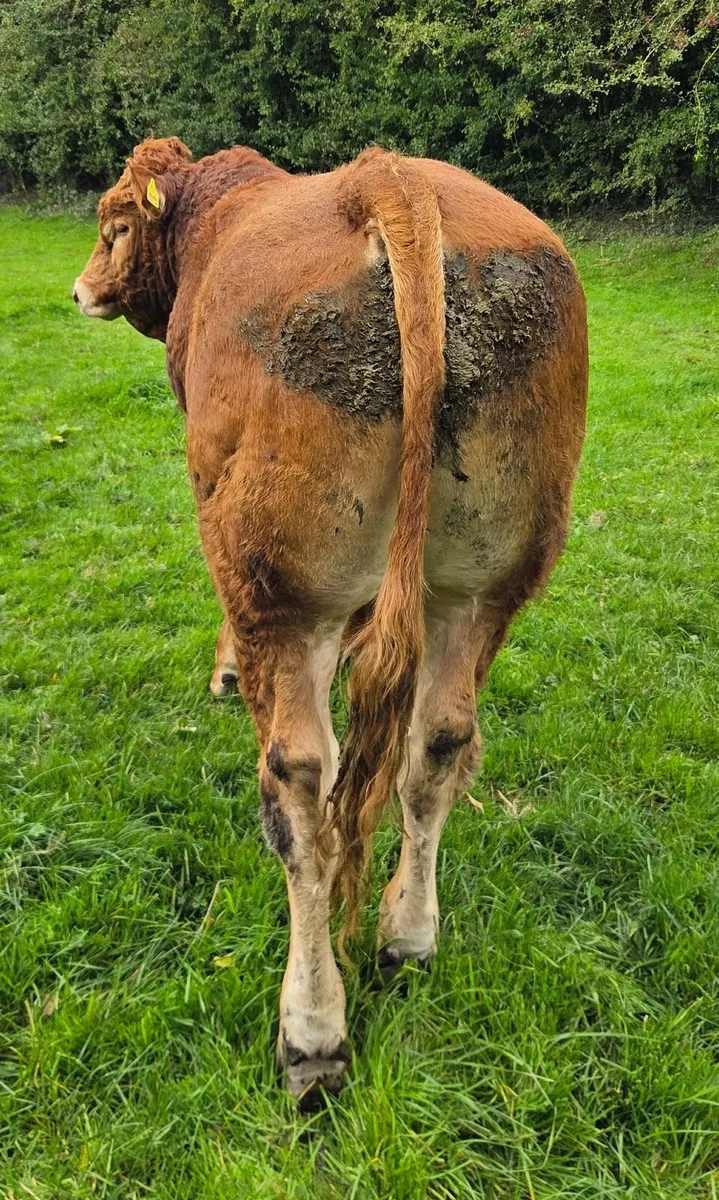 Pedigree Limousin Bulls - Image 3