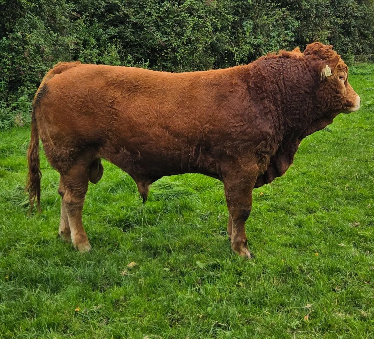Pedigree Limousin Bulls - Image 1