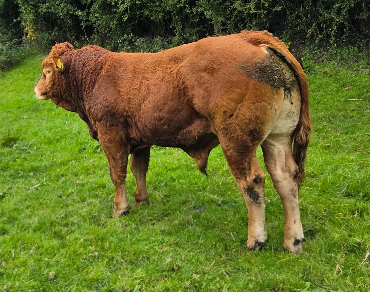 Pedigree Limousin Bulls - Image 2