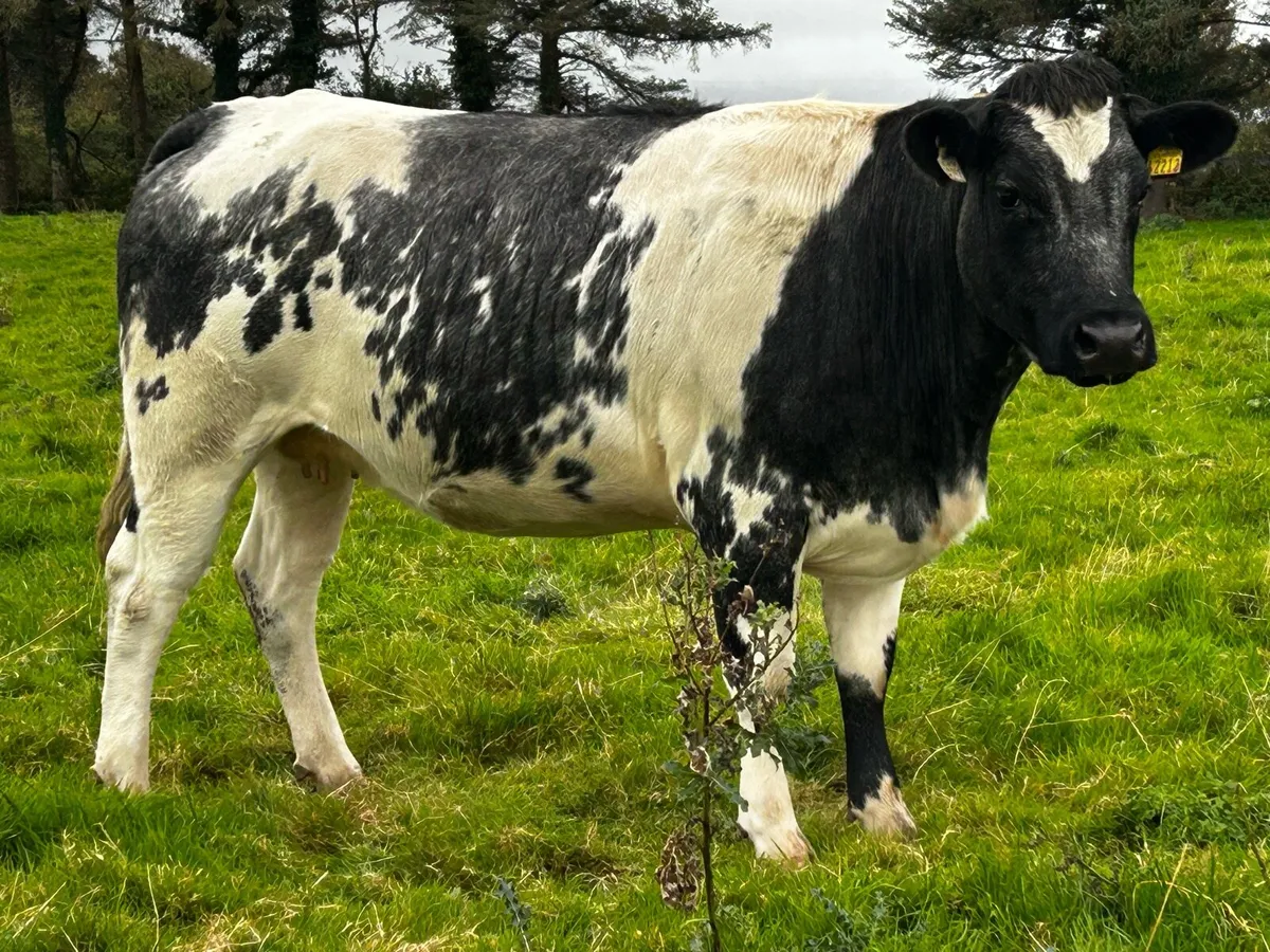 5 Star In-Calf Heifer In-Calf To A.i LM LM7416 - Image 2