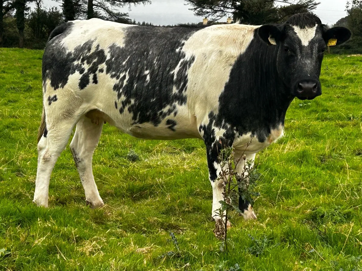 5 Star In-Calf Heifer In-Calf To A.i LM LM7416 - Image 3