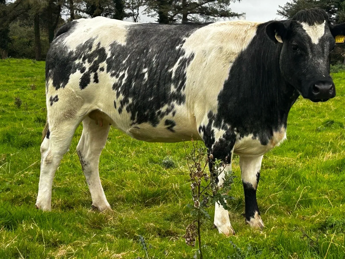 5 Star In-Calf Heifer In-Calf To A.i LM LM7416 - Image 4