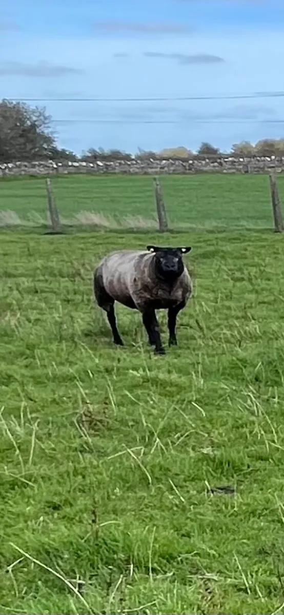 🔹PB Blue Texel Ewe Hoggets🔹 - Image 4