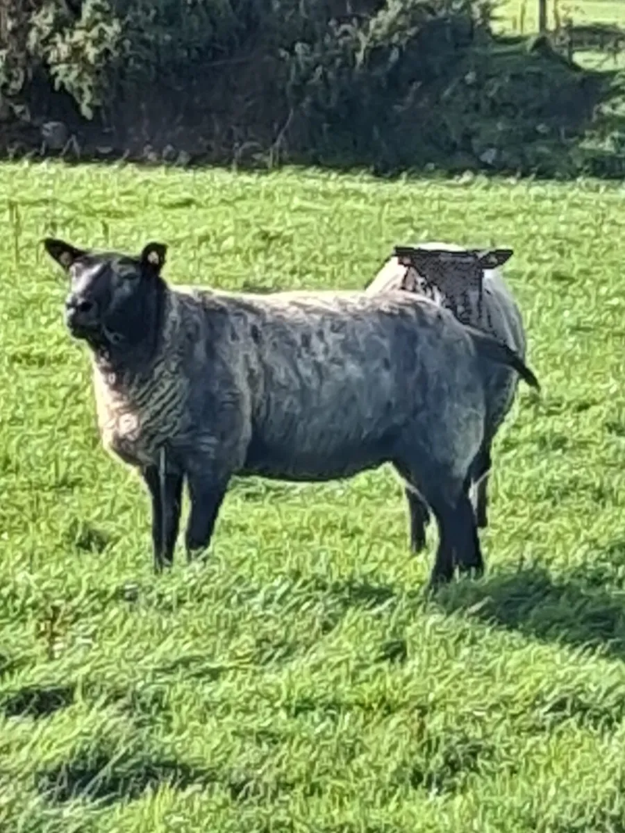 🔹PB Blue Texel Ewe Hoggets🔹 - Image 3