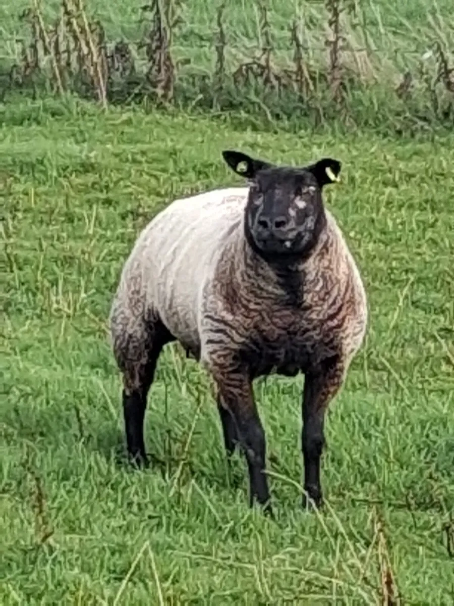 🔹PB Blue Texel Ewe Hoggets🔹 - Image 2
