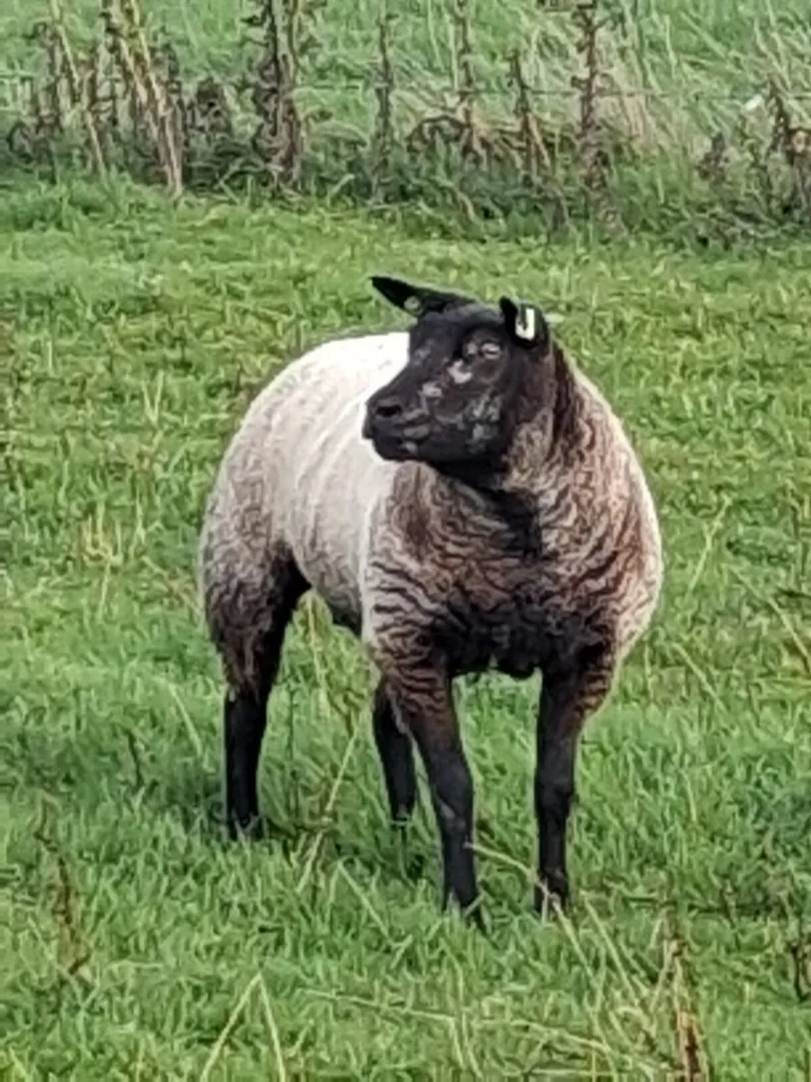 🔹PB Blue Texel Ewe Hoggets🔹 - Image 1