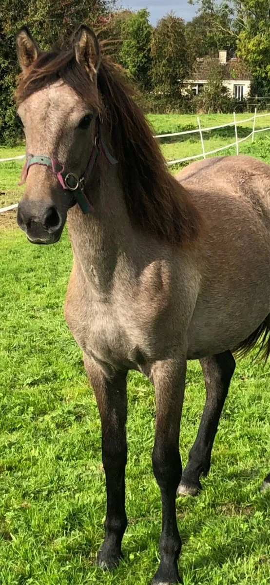 Pony - Image 1