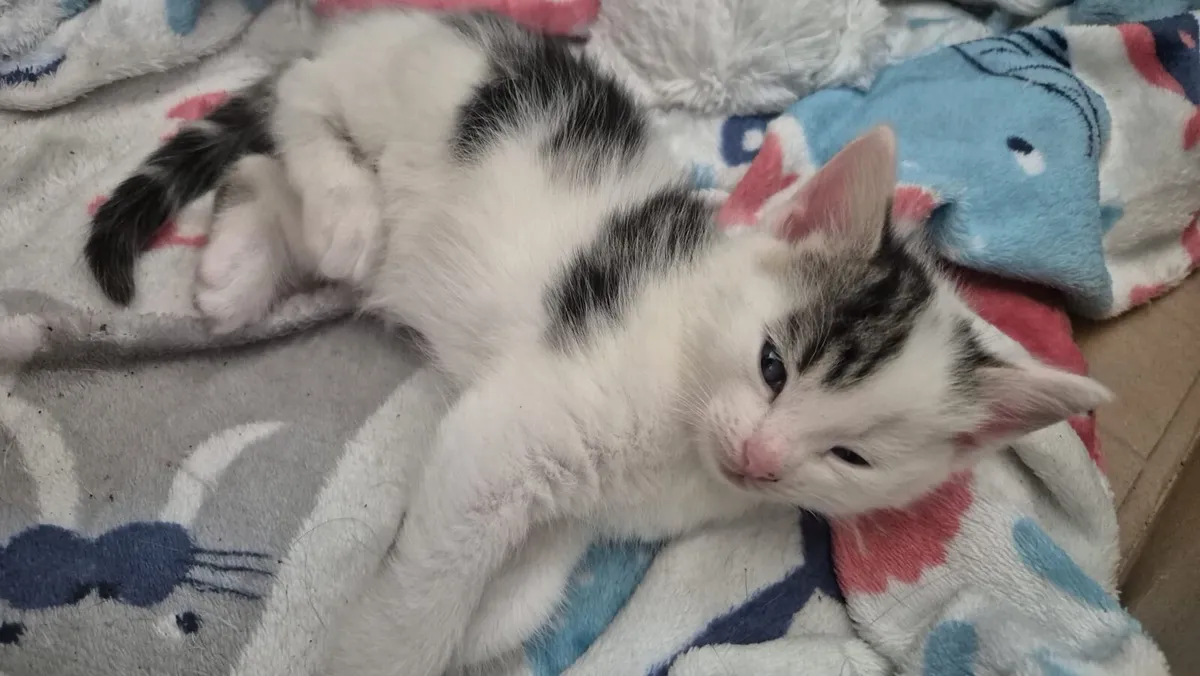 Beautiful 9 week old kittens. - Image 1