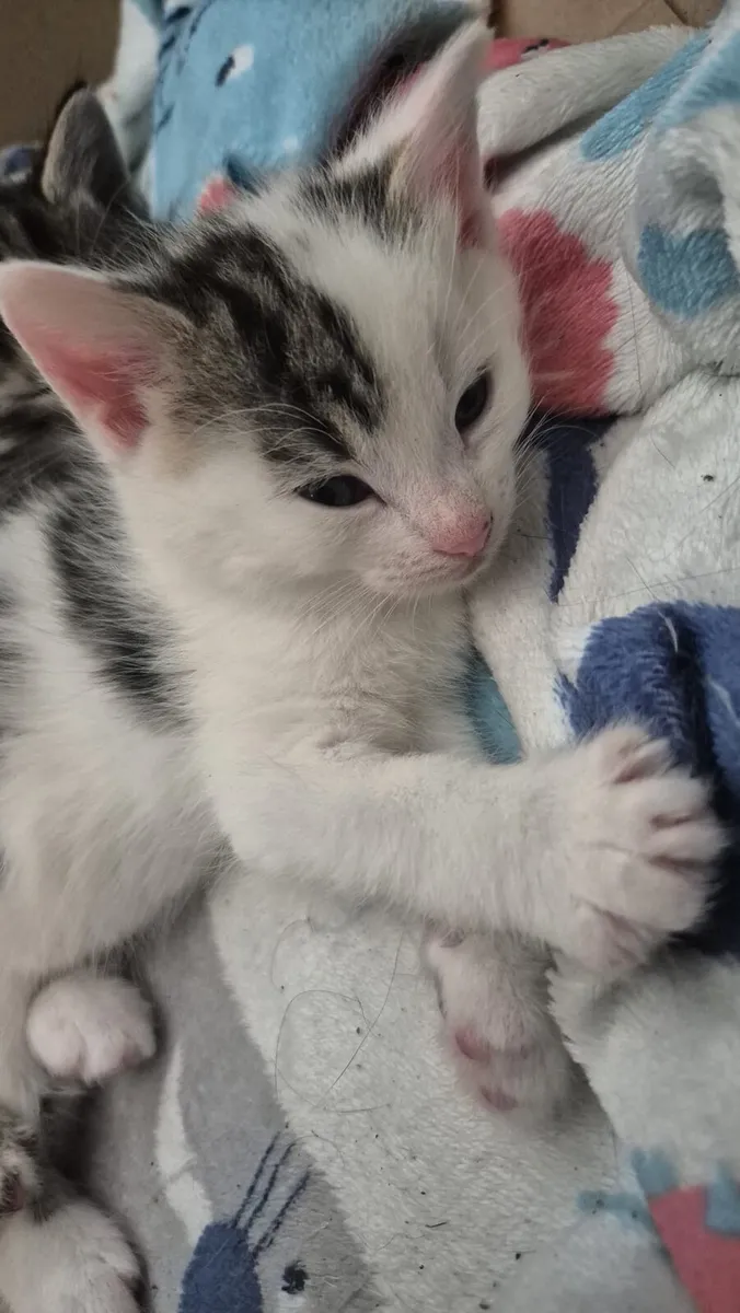Beautiful 9 week old kittens. - Image 2