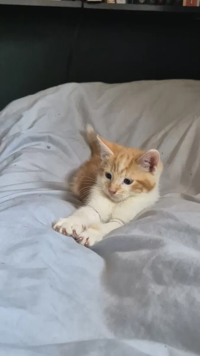 Beautiful 9 week old kittens. - Image 3
