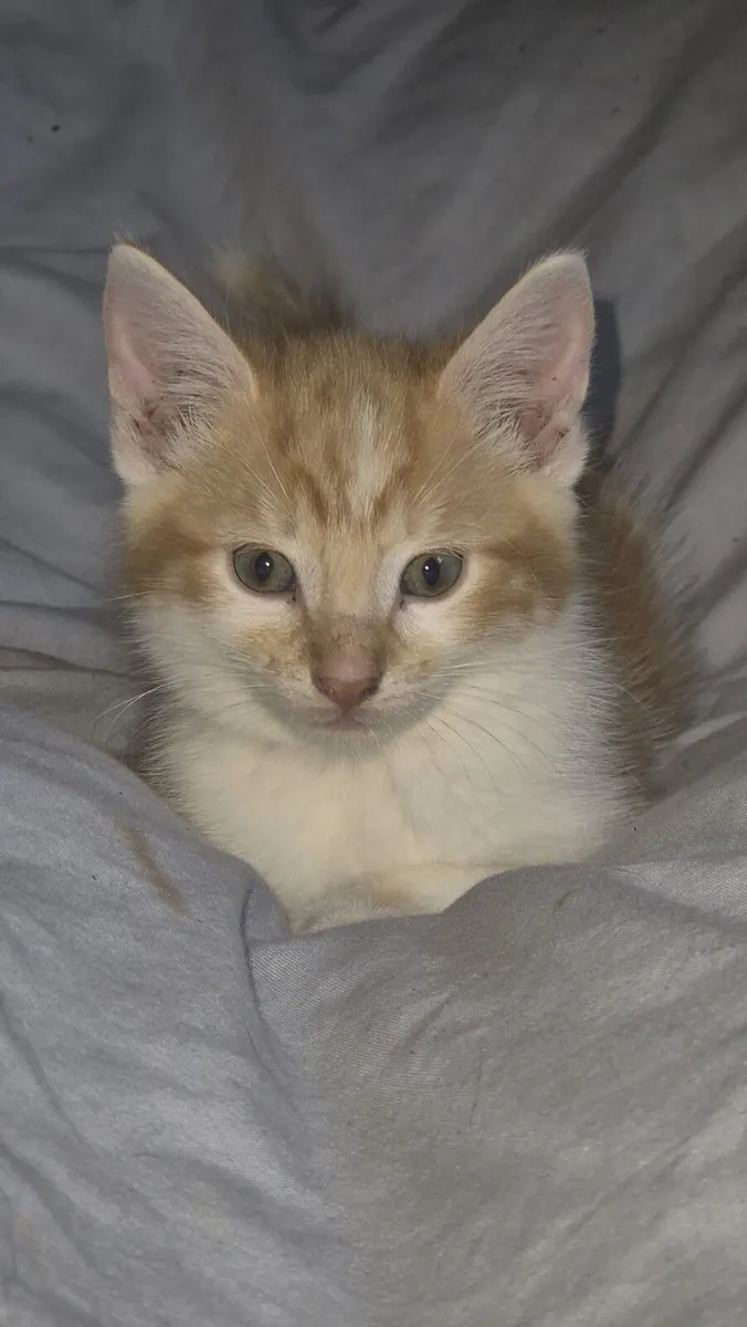 Beautiful 9 week old kittens. - Image 4