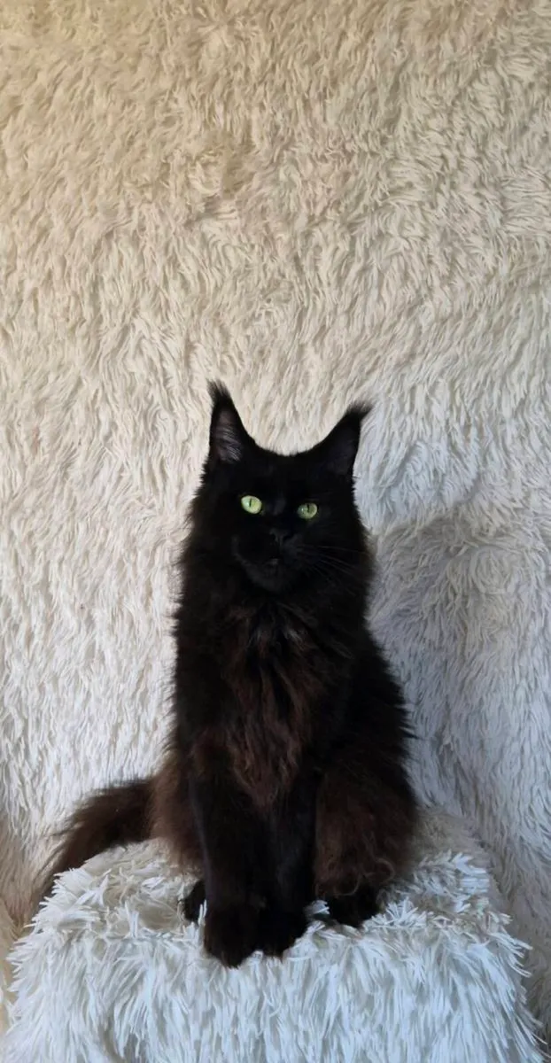 Maine Coon female - Image 1